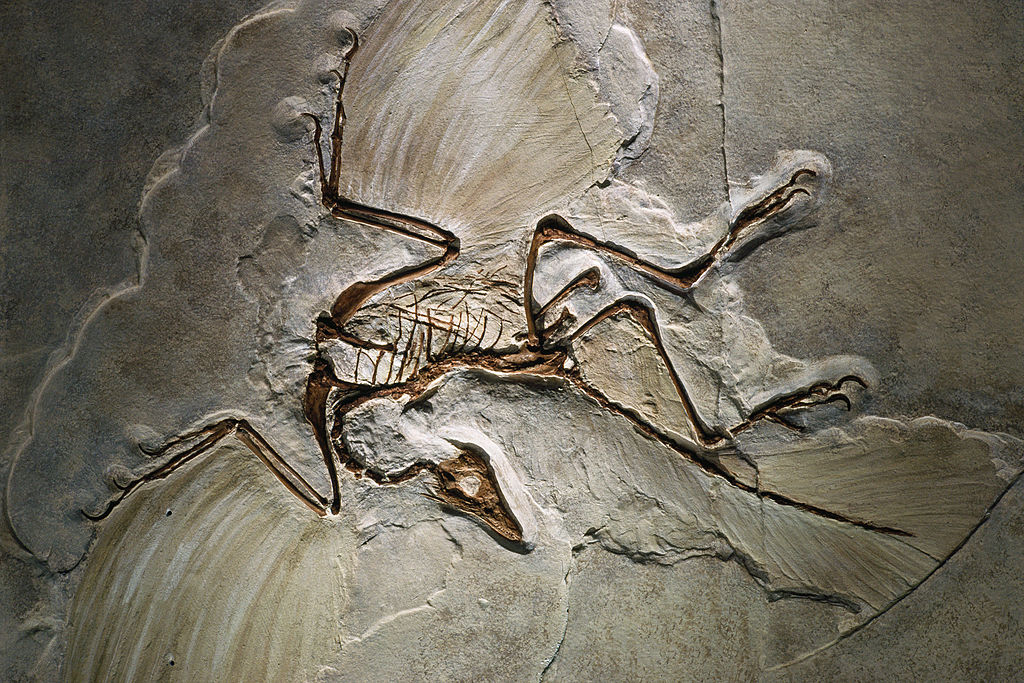 1024px-Archaeopteryx_fossil