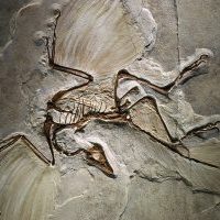 1024px-Archaeopteryx_fossil